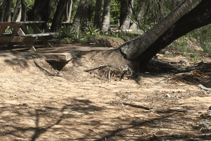 Foreshore management