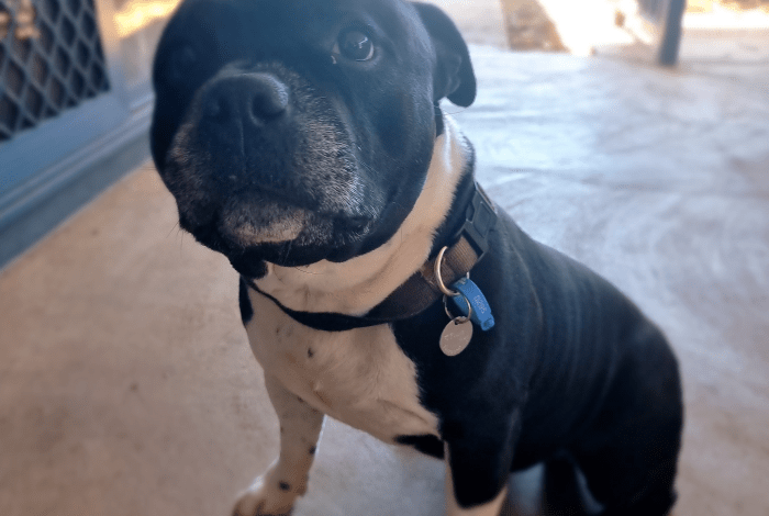 Dog wearing registration tag