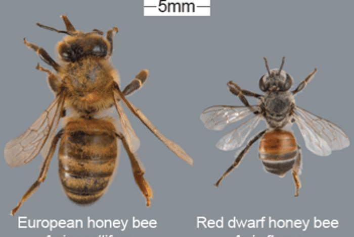 A close-up of a European honey bee and Red Dwarf honey bee titled