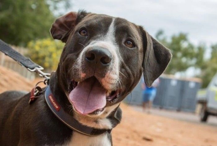 Fenced Off-Lead Dog Exercise Area Development