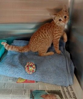No Microchip or ID