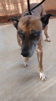 No microchip or ID