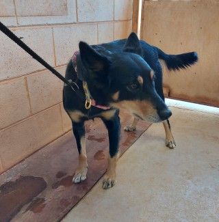 Aus Kelpie X