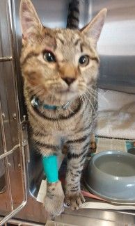 Wearing a blue collar with bell. No microchip or ID